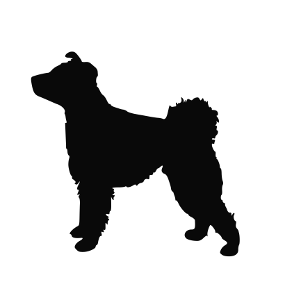 Pumi